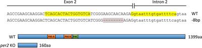 Period 2: A Regulator of Multiple Tissue-Specific Circadian Functions